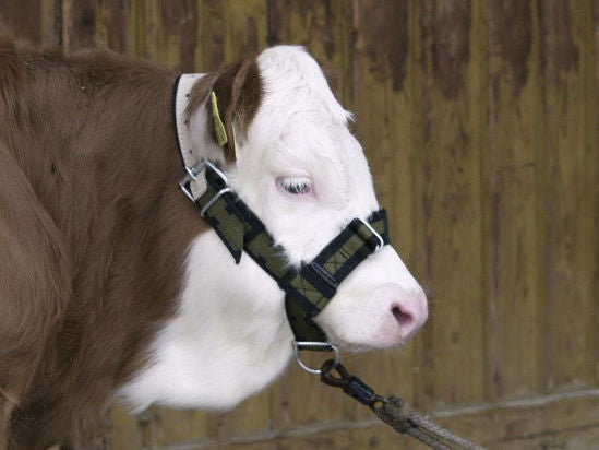 Stierenhalster nylon met d ring
