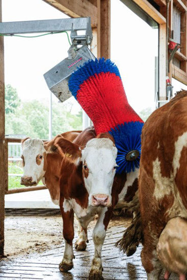 Happycow koeborstel maxiswing