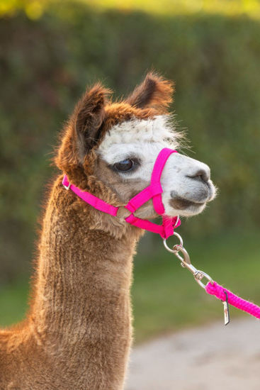 Capezza in alpaca rosa