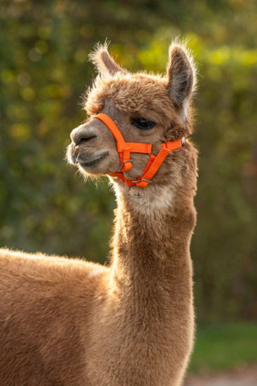 Capezza in alpaca arancione