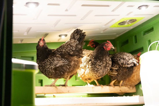 Gallinero de plástico Mobilecoop