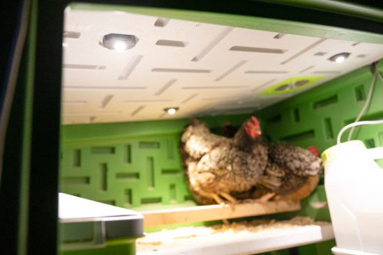 Gallinero de plástico Mobilecoop