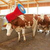 Cepillo para vacas Happycow uno horizontal