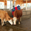 Producten happycow koeborstel duo