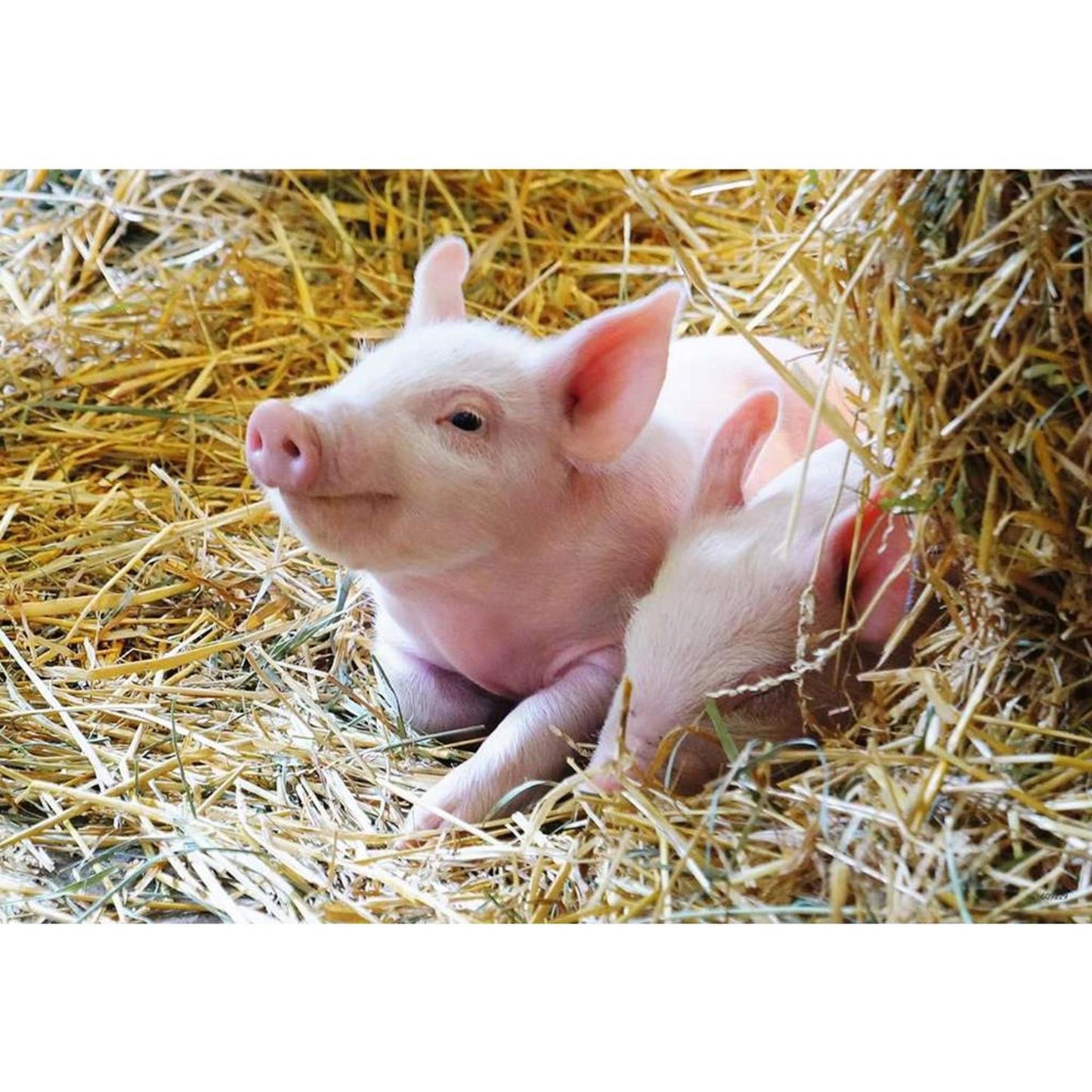 Ravensburger - Farm Animals Line Puzzle 2x12 pezzi