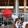 Producten voeder speel bal rood