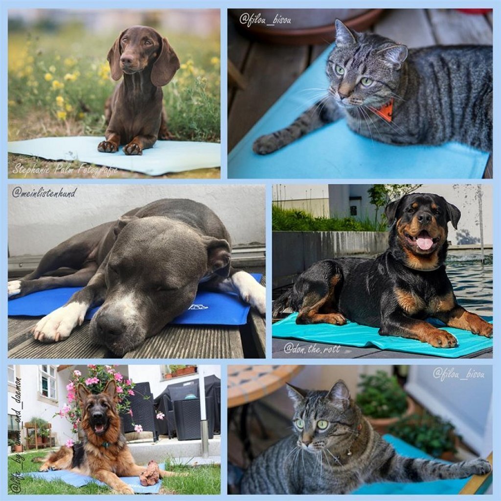 Noosli noosli matum cool per cani e gatti 76x103 cm blu marino