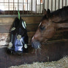 Producten hooizak hay bag klein