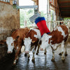 Producten happycow koeborstel maxiswing