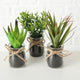 Boltze home sukkulente in vaso ø10x17cm pianta artificiale
