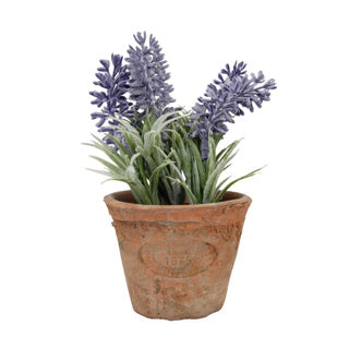 Lavanda