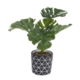 Planta de 32 cm de altura en maceta de cemento