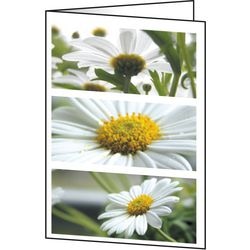 Biglietti augurali Sigel DC171 fiori universali 220 g mq assortiti 25 pezzi