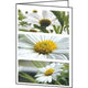 Biglietti augurali Sigel DC171 fiori universali 220 g mq assortiti 25 pezzi