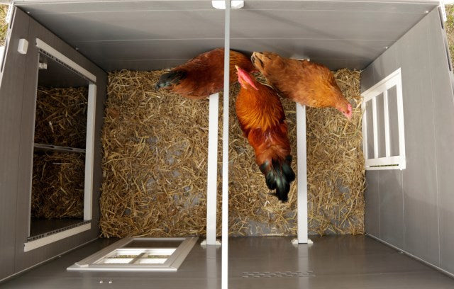 Producten kippenhok eco stal kunststof barney