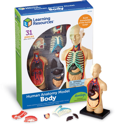Modelo de anatomía de recursos de aprendizaje - cuerpo humano - 3+
