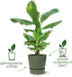 Elho greenville round 20 - vaso da fiori da esterno con riserva d'acqua - 100% plastica riciclata - ø 19,5 x h 18,4 cm - bianco