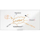 Lavagna bianca Imp Nobo Ression Pro 1915400