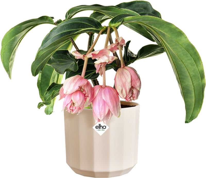 Elho facet round 17cm - macetero de interior - 100% plástico reciclado - ø 16,6 x h 14,9 cm - rosa almendra