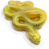 Dissect-seziona una mega confezione regalo di serpente a sonagli