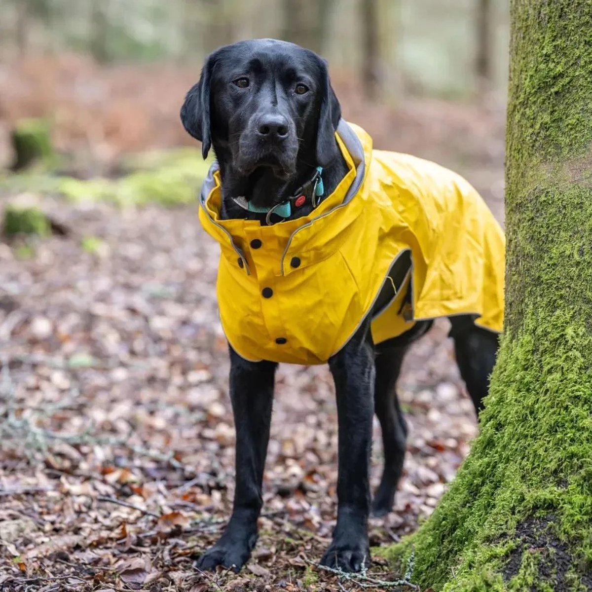 Rukka mascotas rukkapets - impermeable para perros de moda - amarillo - talla 50