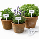 Etichette piante Kinzo – Segnapiante per giardino e orto – 16 pezzi – 15 cm – bianco