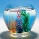 Goki Shell Magical, 1er.