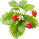 Clicca e cresci