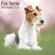 Calendario 2026 dei capelli ruvidi di Avonside Fox Terrier