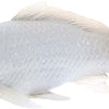 Mojo SEALIFE KOI KARPER - TANCO KOI - 381101