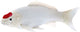 Mojo SEALIFE KOI KARPER - TANCO KOI - 381101