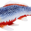 MOJO SEALIFE KOI CARP - ASAGI KOI - 381100