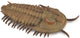 Statuetta Collecta - redlichia rex trilobite - (l) - preistoria - dipinta a mano - miniatura
