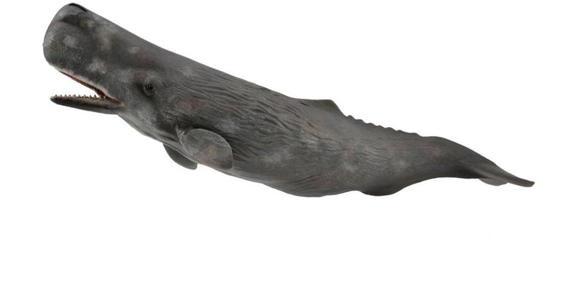 Statuetta Collecta - capodoglio - (xl) - animali marini - dipinta a mano - miniatura