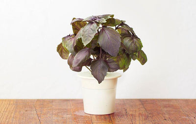 Clicca Grow Basilico Rosso Ricarica Confezione da 3