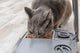 Petsafe