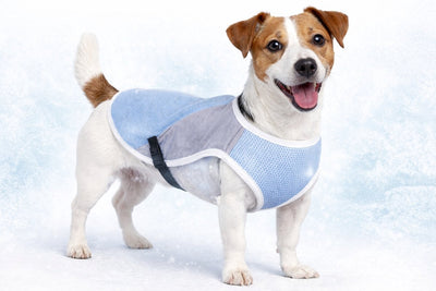 Flamingo chaqueta refrescante para perro - chaleco refrescante para perro - chaleco refrescante para perro - m - 35 cm - gris azul congelado - chaleco refrescante para perro con efecto absorbente de agua