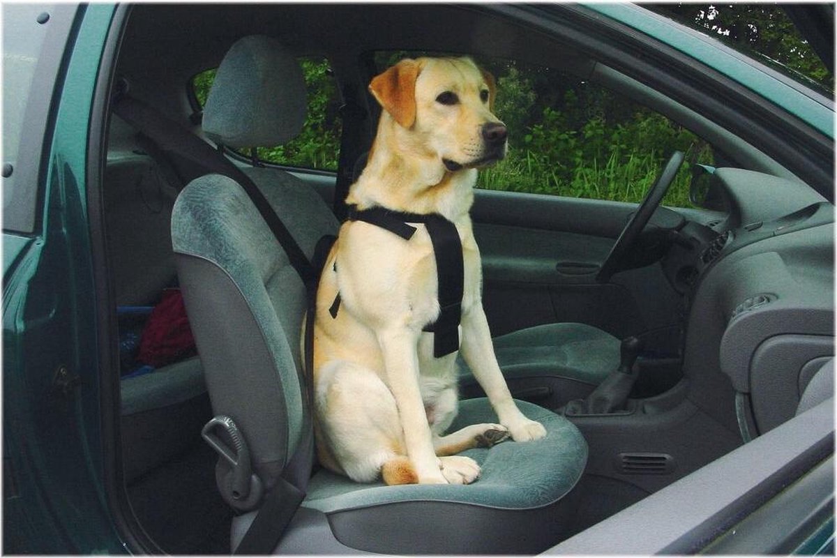 Cintura da passeggio e da auto Beeztees - pettorina per cani - s
