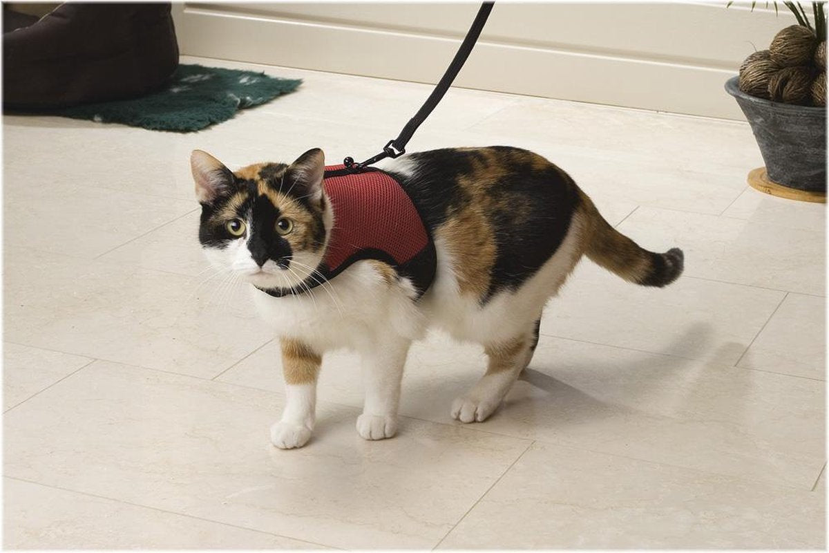 Comfort dell'imbracatura da passeggio Beeztees: imbracatura per gatti