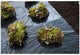 Nature – mulchfolie 3 x 4 m – 100µ – uv-behandeld