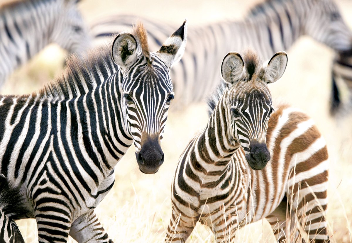 Castorland puzzel young zebras - 1000 stukjes legpuzzel.