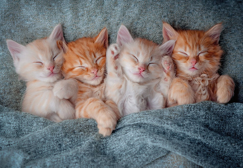 Gatti puzzle Castorland - Animali puzzle da 1000 pezzi.