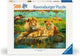 Leoni Ravensburger nella savana - 500 pezzi.