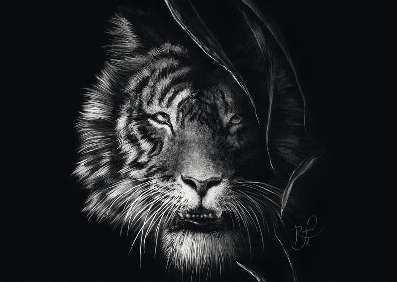 Schmidt Jigsaw Puzzle Wilderness Tiger 1000 pezzi Puzzle per adulti.