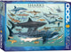 Eurographics - sharks [squali] - 1000 pezzi 68×48 cm (l×a) - puzzle
