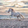 RAVENSBURGER JIGSAW PUZZZA CAVALLO SULLA SCHEA, 500 °.