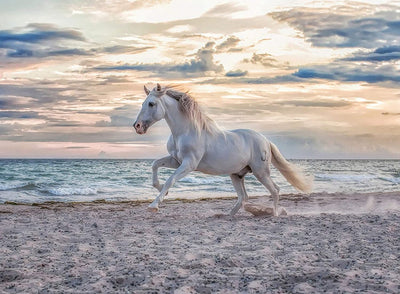 Ravensburger Jigsaw Puzzle Horse en la playa, 500 °.