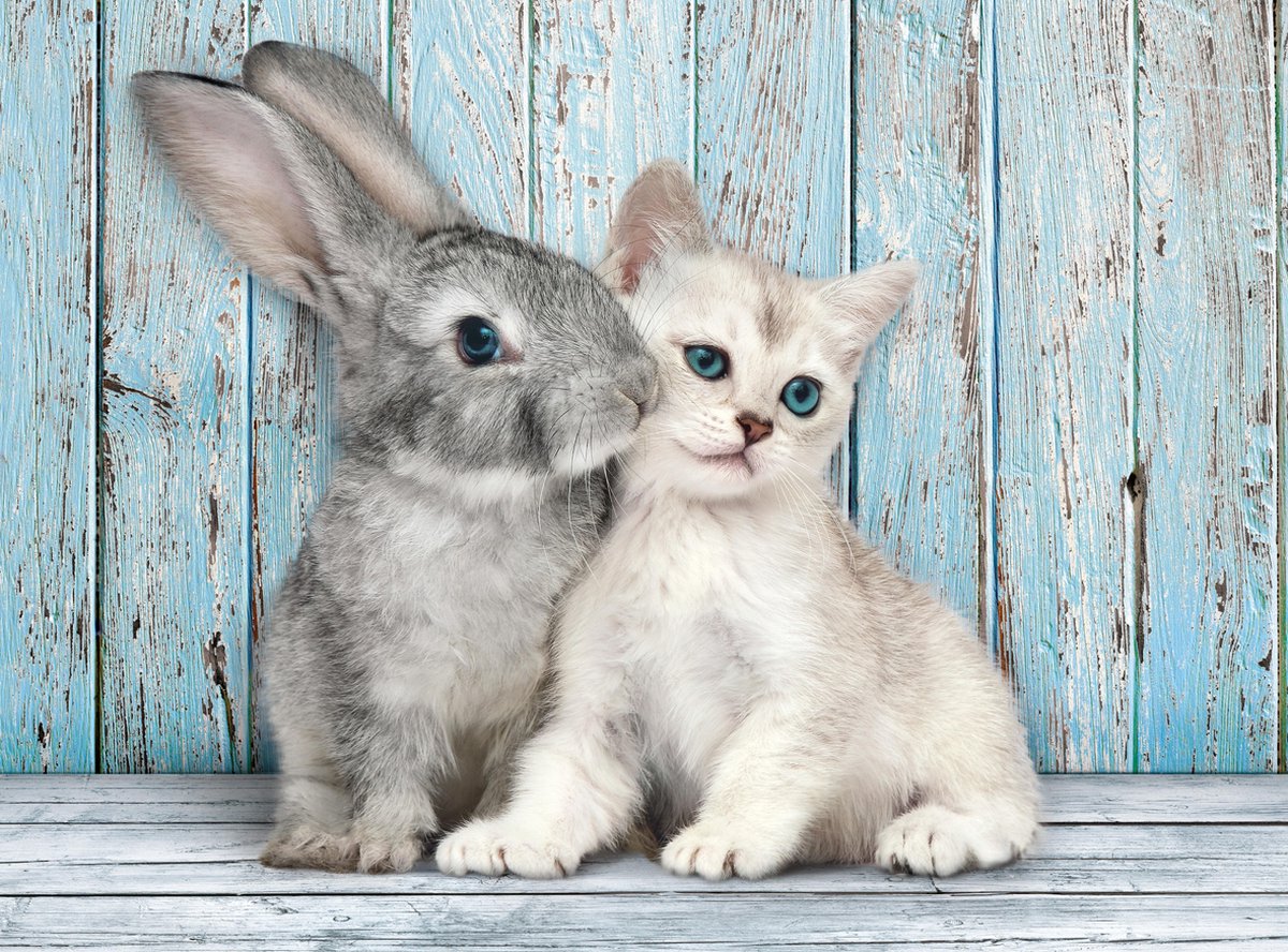 Clementoni - puzzel - 500 stukjes - kitten en konijn - high quality series