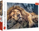 Puzzle del leone addormentato Trefl - 1000 pezzi