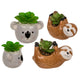 Ootb succulento in vaso, bradipo o koala